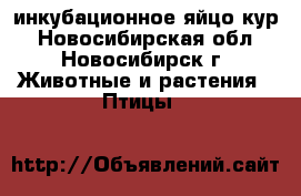 инкубационное яйцо кур - Новосибирская обл., Новосибирск г. Животные и растения » Птицы   